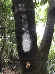 Pyrops watanabei