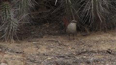 Scelorchilus albicollis