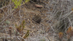 Abrothrix olivacea