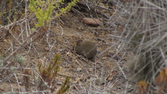 Abrothrix olivacea