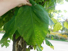 Catalpa speciosa