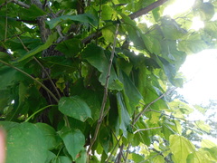 Catalpa speciosa