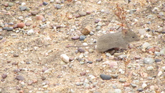 Abrothrix olivacea