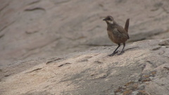Pteroptochos megapodius