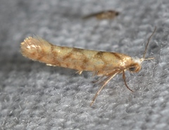 Argyresthia alternatella