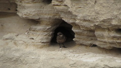 Pteroptochos megapodius