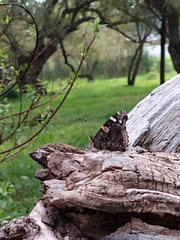 Vanessa atalanta rubria