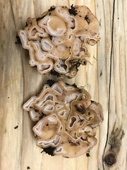 Hydnotrya