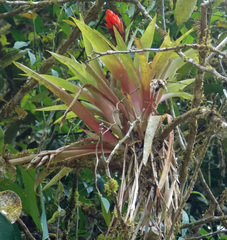 Guzmania melinonis
