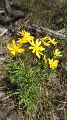 Senecio brigalowensis