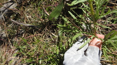 Senecio brigalowensis