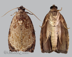 Sycacantha inopinata