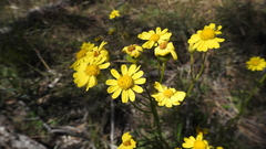 Senecio brigalowensis