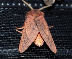 Oxycanus hamatus