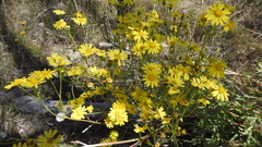 Senecio brigalowensis