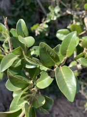 Apodytes dimidiata dimidiata