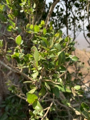Apodytes dimidiata dimidiata