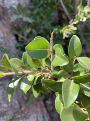 Apodytes dimidiata dimidiata