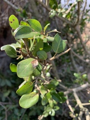 Apodytes dimidiata dimidiata