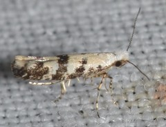 Argyresthia austerella