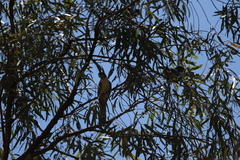 Platycercus venustus