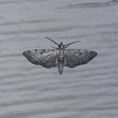 Eupithecia satyrata