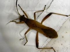 Alydus pilosulus
