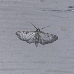 Eupithecia satyrata
