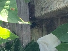 Latrodectus mactans