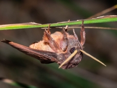 Oxycanus hamatus