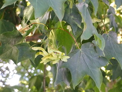 Acer cappadocicum