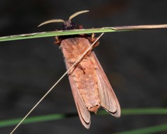 Oxycanus hamatus