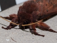 Oxycanus hamatus