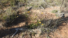 Leiocarpa leptolepis