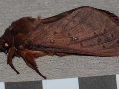 Oxycanus hamatus