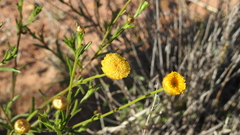 Leiocarpa leptolepis