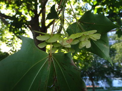 Acer cappadocicum