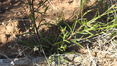 Leiocarpa leptolepis