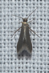 Schreckensteinia erythriella