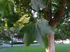 Acer cappadocicum