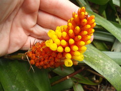 Aechmea comata