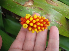 Aechmea comata