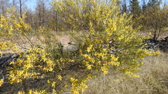 Acacia caroleae