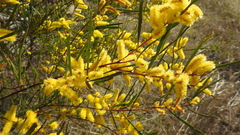Acacia caroleae