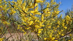 Acacia caroleae