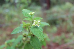 Lantana hirta