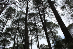 Pinus