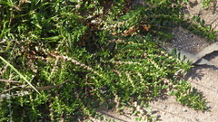 Dysphania glomulifera