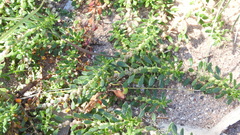 Dysphania glomulifera