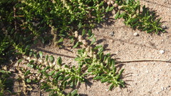 Dysphania glomulifera